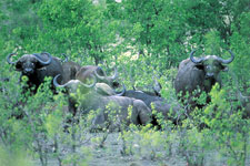 Botswana-Mashatu-Land of the Giants - Mashatu Deluxe Safari